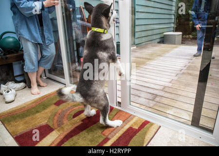 Dashiell, trois mois de vieux chiot Malamute d'essayer de sortir par une petite ouverture faite par une porte coulissante en verre Banque D'Images