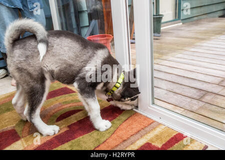 Dashiell, trois mois de vieux chiot Malamute d'essayer d'en sortir par une petite ouverture faite par une porte coulissante en verre, en est Banque D'Images