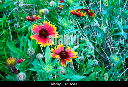 Marguerites colorées dans la nature Banque D'Images