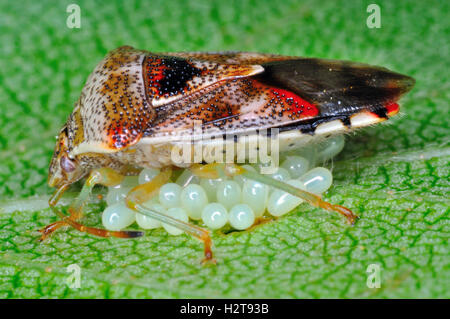 Bouclier de bouleau-bug (Elasmostethus Interstinctus) gardiennage oeufs Banque D'Images