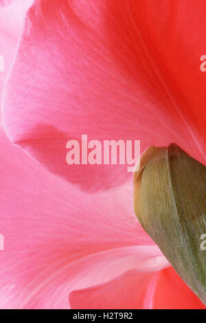 Belles fleurs rose glaïeul close up photo lumineux Banque D'Images