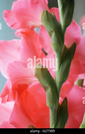 Belles fleurs rose glaïeul close up photo lumineux Banque D'Images