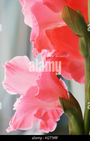 Belles fleurs rose glaïeul close up photo lumineux Banque D'Images