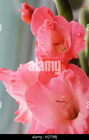 Belles fleurs rose glaïeul close up photo lumineux Banque D'Images