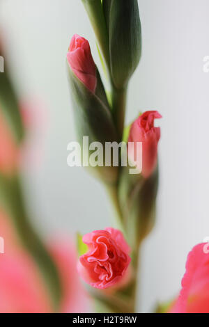 Belles fleurs rose glaïeul close up photo lumineux Banque D'Images