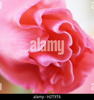 Belles fleurs rose glaïeul close up photo lumineux Banque D'Images