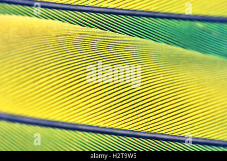 Close up macro photo de l'arrière-plan magnifiques plumes de perroquet Banque D'Images