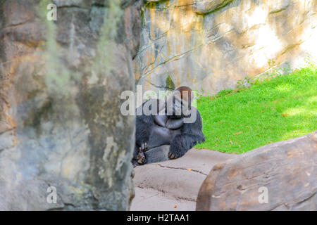 Primate le plus important au monde peut être trouvé à Disney's Animal Kingdom Banque D'Images