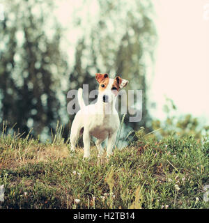 Jack Russell Terrier beau petit mignon jeune chien Banque D'Images