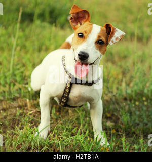 Jack Russell Terrier beau petit mignon jeune chien Banque D'Images