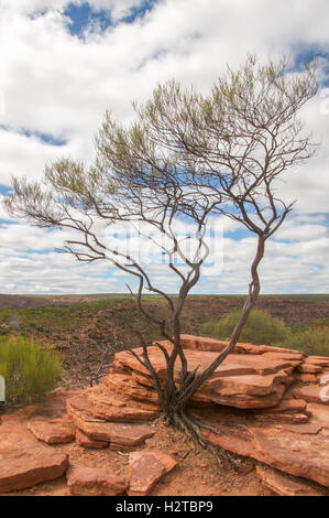 Arbre qui pousse hors de la robuste falaises de grès du Parc National de Kalbarri avec un ciel nuageux à Kalbarri, ouest de l'Australie. Banque D'Images