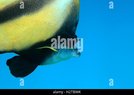 Chef de Red Sea bannerfish (Heniochus intermedius) sous l'eau dans les eaux bleues de la mer Rouge Banque D'Images