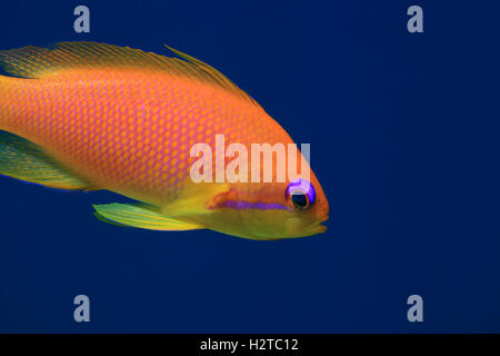 Jewel fairy basslet anthias poisson (Pseudanthias squamipinnis) dans les récifs coralliens tropicaux de la mer rouge Banque D'Images