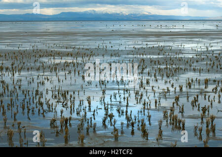 Plage de sable, les marais salés de la baie de Morecambe menant à la collines enneigées du Lake District, UK. Banque D'Images