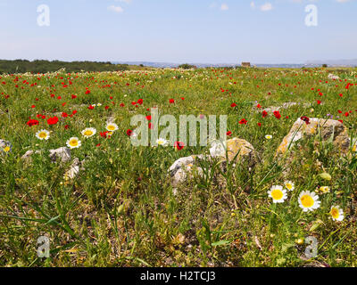 Coquelicots rouges et de chrysanthèmes sur le terrain. Banque D'Images