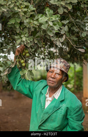 Le commerce équitable producteur de noix de macadamia dans le comté de Kirinyaga, au Kenya. Banque D'Images