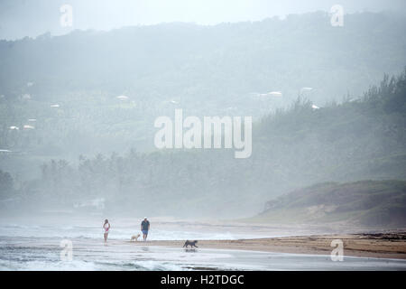 La Barbade côte atlantique barclays park lakes Beach Dog Walkers Sable Sable marche promenade des palmiers view copie paysage Banque D'Images