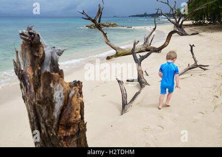 La Barbade Almond Beach dérive de l'écorce des arbres jonchant le sable de jolies images monument Voyages Voyages touristiques Voyages Banque D'Images