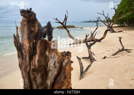 La Barbade Almond Beach dérive de l'écorce des arbres jonchant le sable de jolies images monument Voyages Voyages touristiques Voyages Banque D'Images