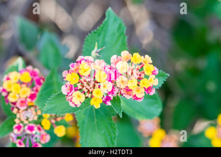 Lantana qui poussent à l'état sauvage au Portugal Banque D'Images