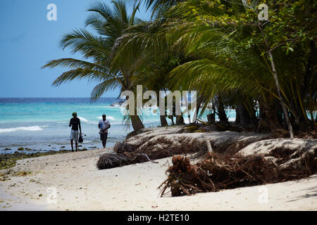La Barbade Hastings Bay Fisherman golden sand beach palmiers balades côtières tiges portant pêcheur copyspace Banque D'Images