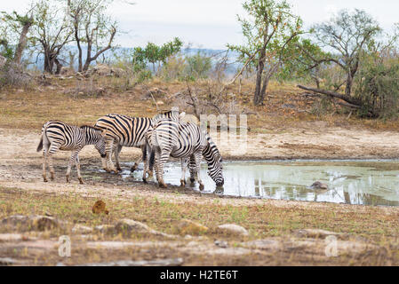 Troupeau de zèbres boire de l'eau dans la brousse. Safari de la faune dans le Parc National Kruger, le major destination touristique dans sou Banque D'Images