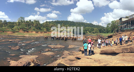 Sri lanka, pinnawala, 21 octobre 2011 : de nombreux éléphants baignade en rivière Banque D'Images