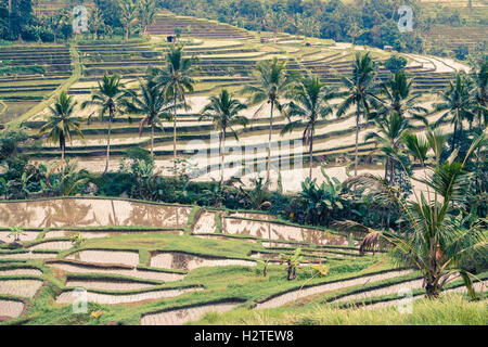 Rizières en terrasses de Jatiluwih. Bali. L'Indonésie, l'Asie. Banque D'Images