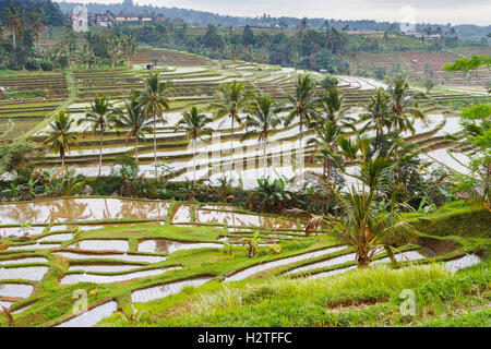 Rizières en terrasses de Jatiluwih. Bali. L'Indonésie, l'Asie. Banque D'Images