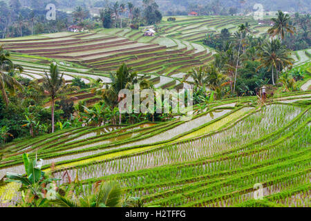 Rizières en terrasses de Jatiluwih. Bali. L'Indonésie, l'Asie. Banque D'Images