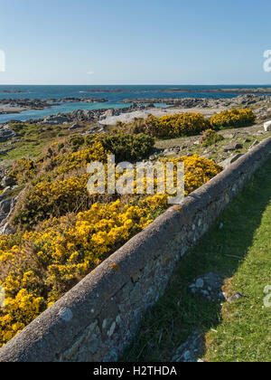 L'ajonc Ulex europaeus ( jaune ) des fleurs près de la côte de l'île de Colonsay Hébrides, Ecosse, Royaume-Uni. Banque D'Images