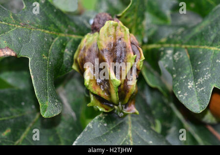 Knopper culot de la galle Andricus quercuscalicis wasp. Dorset, UK Banque D'Images