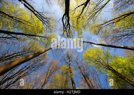 Hêtre canopy au printemps dans la région de West Woods, Wiltshire, Royaume-Uni Banque D'Images