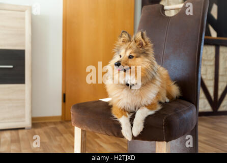 Shetland Sheepdog se trouve sur une chaise marron Banque D'Images