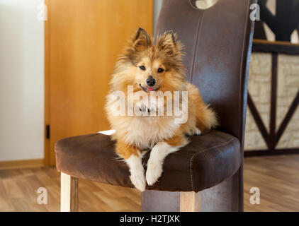 Shetland Sheepdog se trouve sur une chaise marron Banque D'Images