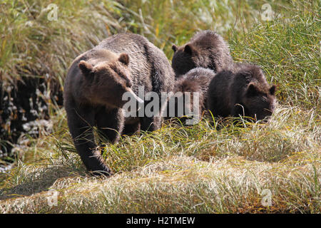 Grizzly bear sow et trois oursons près de la rive. D'ADMISSION Khutzeymateen. Banque D'Images