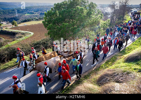 Festival de pin, Centelles, province de Barcelone, Catalogne, Espagne Banque D'Images