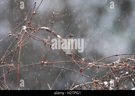 Prunella modularis, nid, perché sur une branche dans la neige, 2007 Banque D'Images