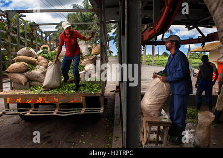 Télécharger les théiers usine de thé à Bois Chéri, Maurice, Afrique du Sud Banque D'Images