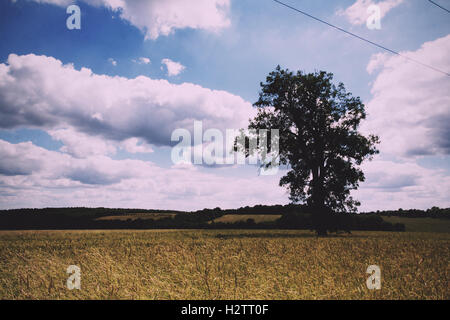 La culture du blé dans un champ dans la Chilterns, Angleterre Vintage Retro Filtre. Banque D'Images