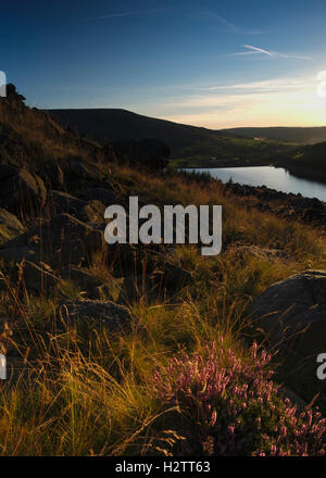 Réservoir d'Dovestone avec coucher du soleil et Heather à partir de ci-dessous de grands rochers en pierre Colombe Greenfield Banque D'Images