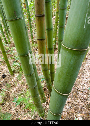 Tiges de bambou vert. Grandes tiges de bambou poussent dans un coin arrière de la jardins. Banque D'Images