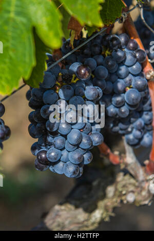 Raisins Sangiovese dans la région de Montalcino, Toscane, Italie Banque D'Images