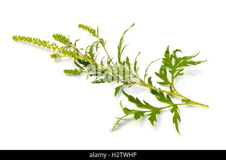 La petite herbe à poux (Ambrosia artemisiifolia) sur un fond blanc Banque D'Images