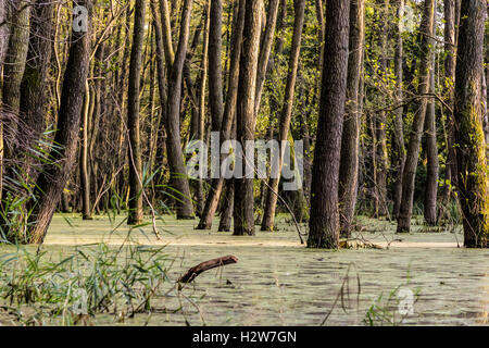 Forêt dans une tourbière moor Banque D'Images