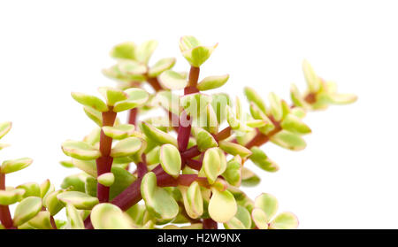 Portulacaria afra succulent plant isolé sur fond blanc Banque D'Images