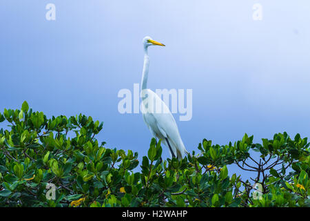 Grande Aigrette perchée sur un arbre. Banque D'Images