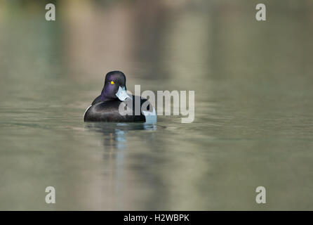 Duck-Aythya Touffetée mâle fuligula.uk Banque D'Images