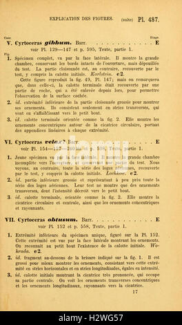 Une étude des céphalopodes, examinant les caractéristiques générales, le comportement et la taxonomie de cette classe de mollusques, qui comprend les poulpes, les calmars et la seiche. Banque D'Images