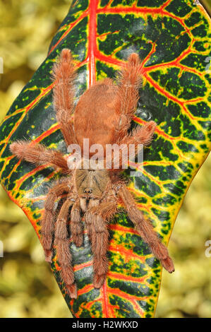 Orange Tree Spider (Tapinauchenius gigas) Banque D'Images